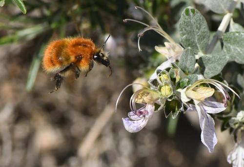 Réf. 226 583 : Bombus pascuorum